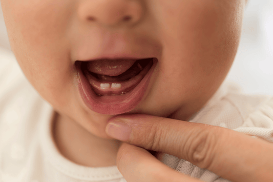 Close-up of a baby's first two bottom teeth coming through